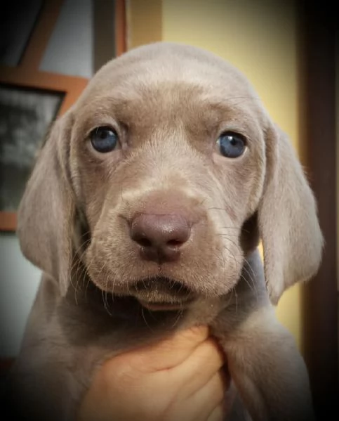 Weimaraner cuccioli  | Foto 0