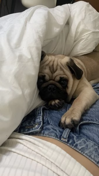 Luke, Carlino | Foto 2