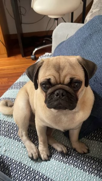 Luke, Carlino | Foto 1