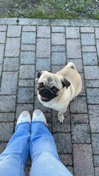 Luke, Carlino | Foto 0