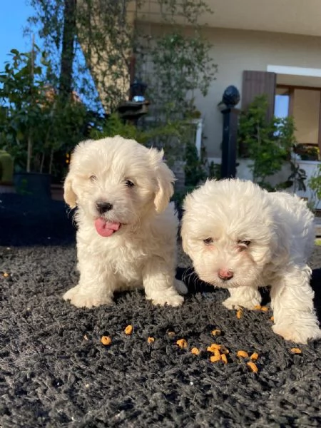 Cuccioli Maltese (Maltipoo)