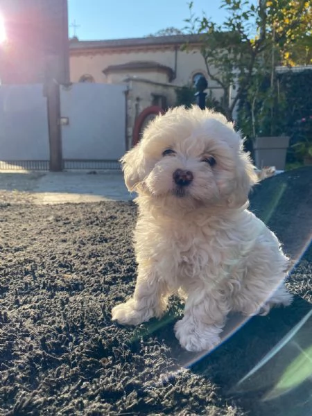 Cuccioli Maltese (Maltipoo) | Foto 4