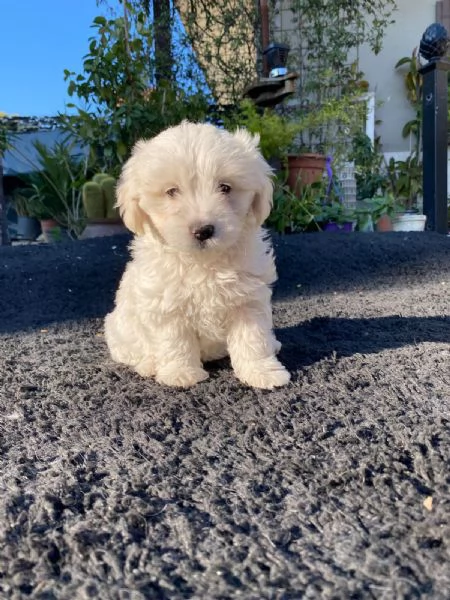 Cuccioli Maltese (Maltipoo) | Foto 3
