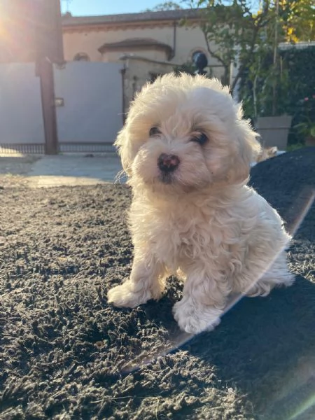 Cuccioli Maltese (Maltipoo) | Foto 2