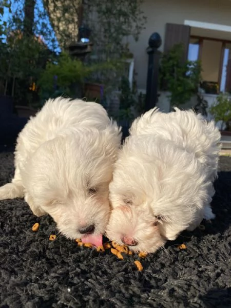 Cuccioli Maltese (Maltipoo) | Foto 1