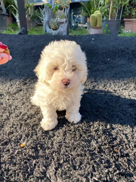 Cuccioli Maltese (Maltipoo) | Foto 0