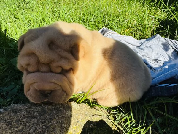 Sharpei | Foto 4
