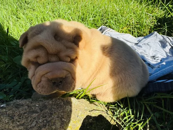 Sharpei | Foto 3