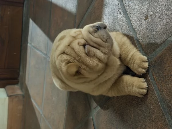 Sharpei | Foto 2