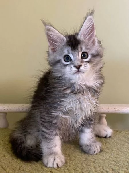 Maine Coon disponibili !! | Foto 0