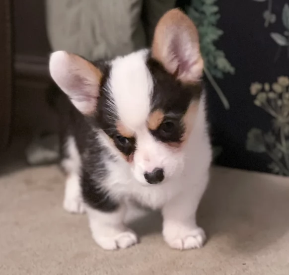 Wesh Corg Pembroke in adozione | Foto 1