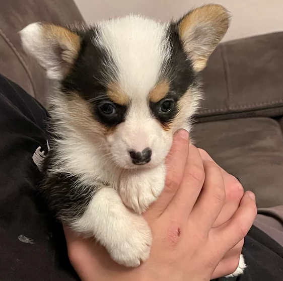 Wesh Corg Pembroke in adozione | Foto 0