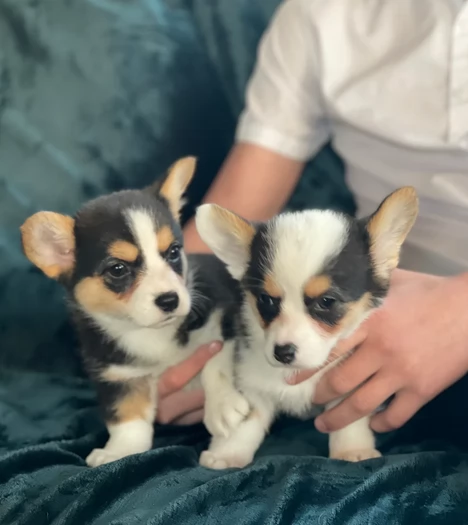 Wesh Corg Pembroke in adozione