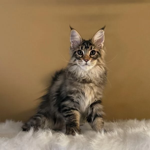 Cuccioli di Maine coon | Foto 0