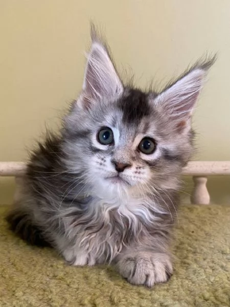 Gatti maine coon!!