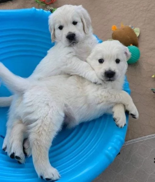 Cuccioli di golden retriever Bianchi
