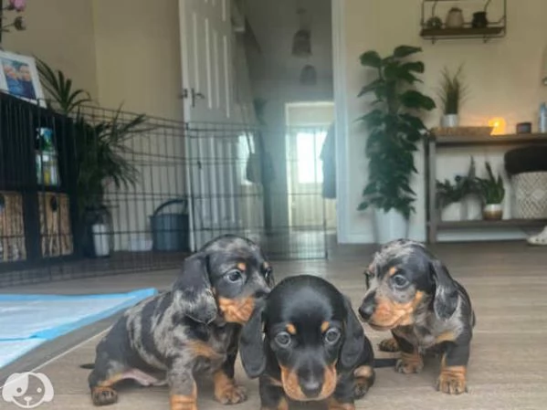 Bellissimi Cuccioli di Bassotto | Foto 4