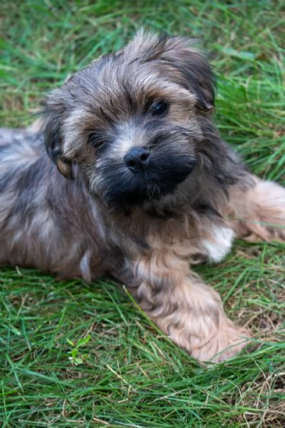 Bellissimi cuccioli di havanese con pedigree, 