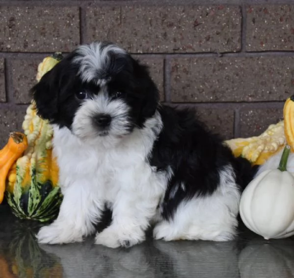 Bellissimi cuccioli di havanese con pedigree,  | Foto 0