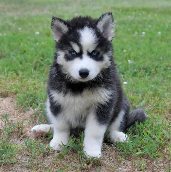 Disponiamo di due cuccioli di Siberian Husky i cuccioli