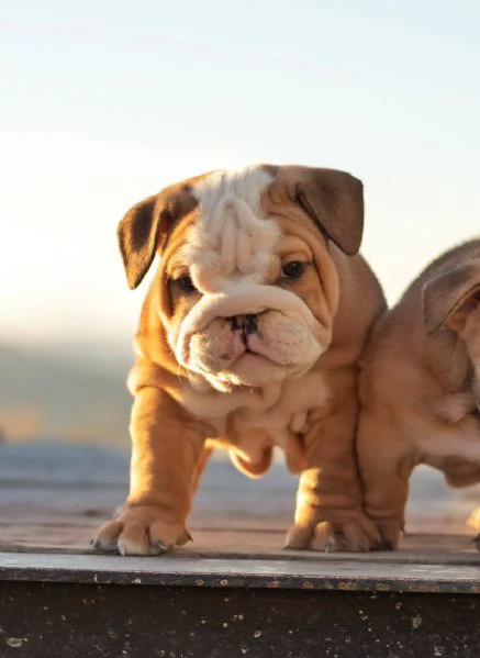 BULLDOG INGLESE CUCCIOLI PER ADOZIONE,