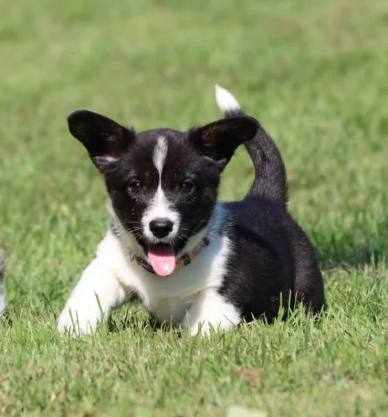 Cuccioli Di Cardigan Welsh Corgi con pedigree | Foto 1