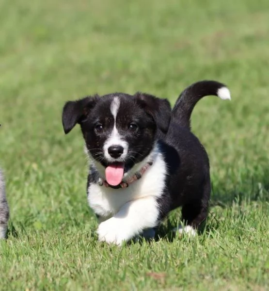 Cuccioli Di Cardigan Welsh Corgi con pedigree