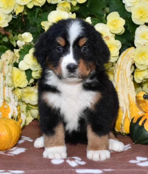 belissimi cuccioli bovaro del bernese 