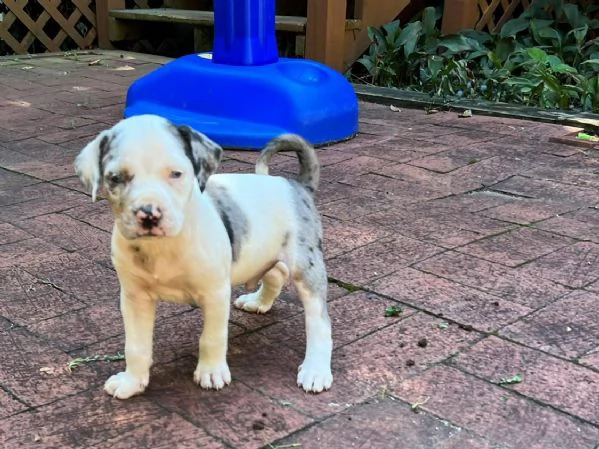 Catahoula Leopard CUCCIOLI PER ADOZIONE | Foto 0