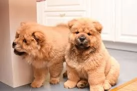 cuccioli di razza chow chow per adozione