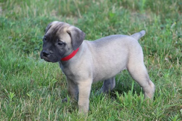 Disponibili cuccioli Bull mastiff  | Foto 0