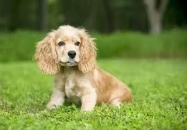 Adorabili cuccioli di cocker spaniel 