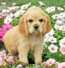 Adorabili cuccioli di cocker spaniel  | Foto 0
