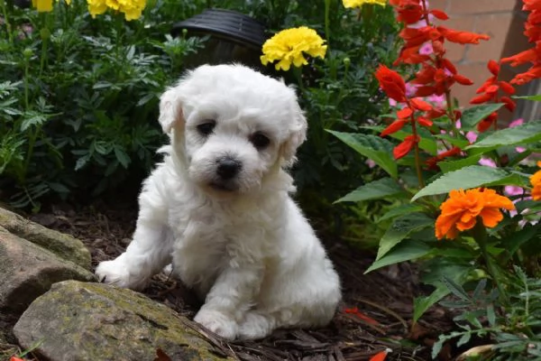 Adorabili cuccioli di bichon frise femminucce e maschietti disponibili per l'adozione gratuita i cuc