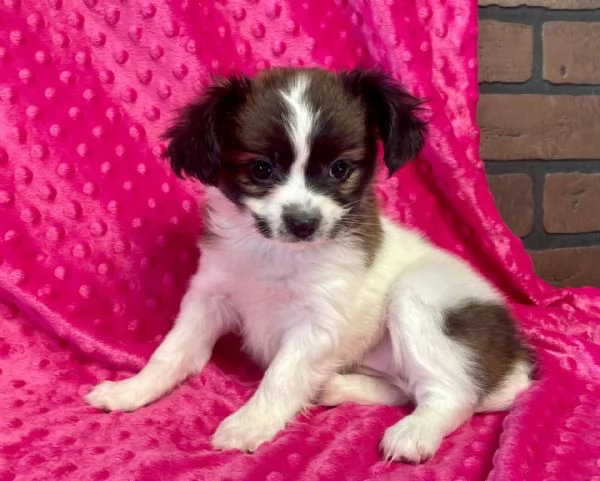 Adorabili cuccioli di papillon femminucce e maschietti disponibili per l'adozione gratuita i cucciol