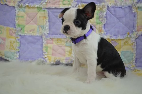 Adorabili cuccioli di bull terrier femminucce e maschietti disponibili per l'adozione gratuita i cuc