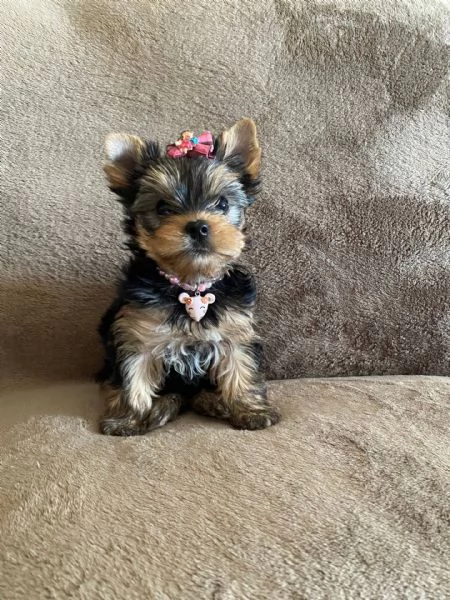 Adorabili cuccioli di yorkshire femminucce e maschietti disponibili per l'adozione gratuita i cuccio | Foto 0