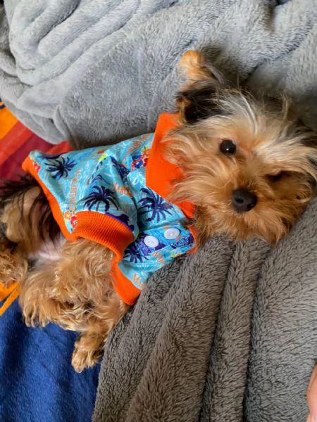 Adorabili cuccioli di yorkshire femminucce e maschietti disponibili per l'adozione gratuita i cuccio