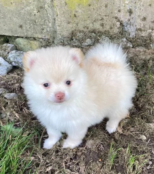 Disponibile stupenda cucciolata di razza Volpino di Pomerania,sono disponibili cuccioli sia maschio 