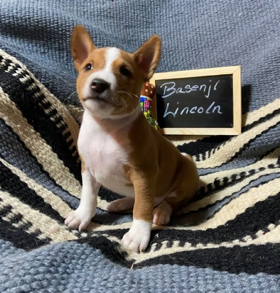 Adorabili cuccioli di Basenji femminucce e maschietti disponibili per l'adozione gratuita i cuccioli