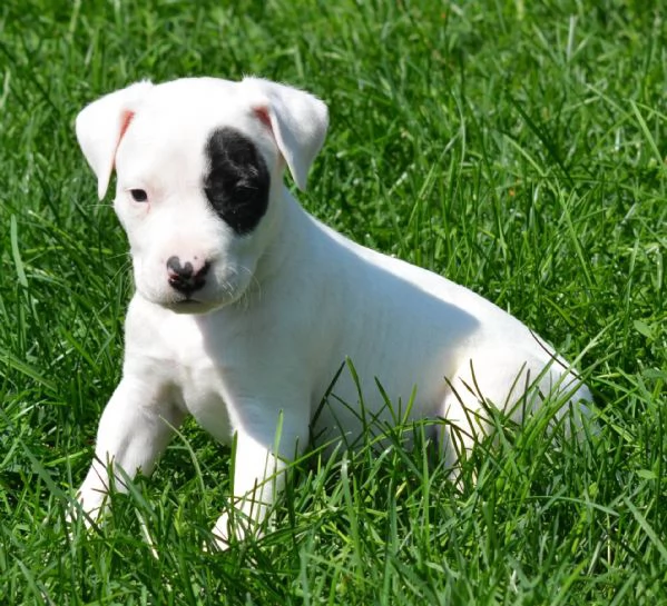 Adorabili cuccioli di Dogo Argentino femminucce e maschietti disponibili per l'adozione gratuita i c