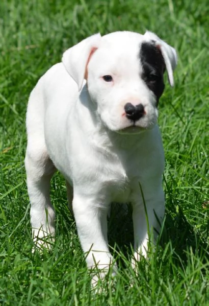 Adorabili cuccioli di Dogo Argentino femminucce e maschietti disponibili per l'adozione gratuita i c | Foto 0