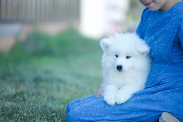 Adorabili cuccioli di samoiedo femminucce e maschietti disponibili per l'adozione gratuita i cucciol