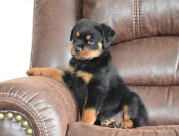 Adorabili cuccioli di rottweiler femminucce e maschietti disponibili per l'adozione gratuita i cucci