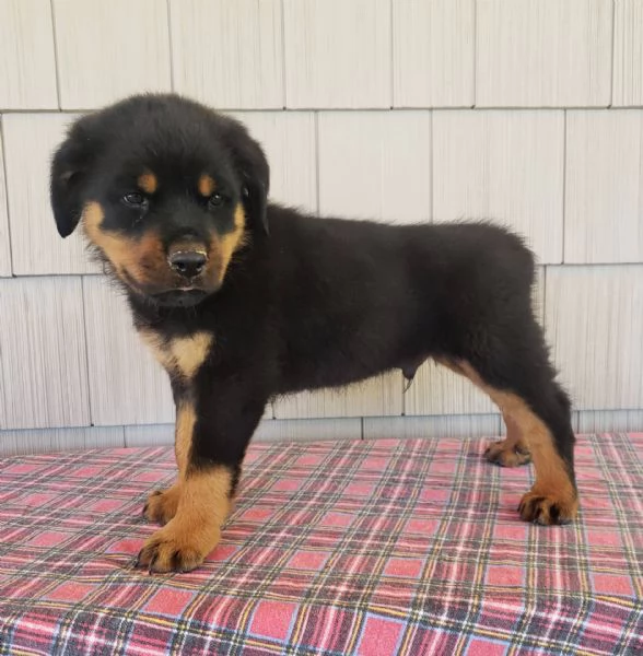 Adorabili cuccioli di rottweiler femminucce e maschietti disponibili per l'adozione gratuita i cucci | Foto 0