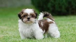 Adorabili cuccioli di shih tzu femminucce e maschietti disponibili per l'adozione gratuita i cucciol | Foto 0
