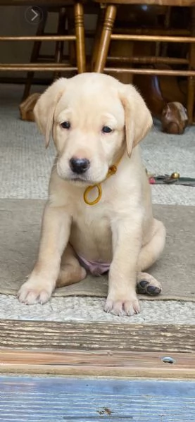 Adorabili cuccioli di labrador femminucce e maschietti disponibili per l'adozione gratuita i cucciol