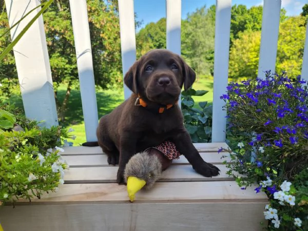 Adorabili cuccioli di labrador femminucce e maschietti disponibili per l'adozione gratuita i cucciol | Foto 0