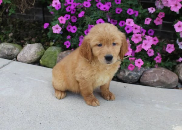Adorabili cuccioli di golden retriever femminucce e maschietti disponibili per l'adozione gratuita i