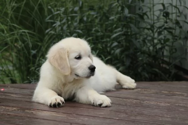 Adorabili cuccioli di golden retriever femminucce e maschietti disponibili per l'adozione gratuita i | Foto 0